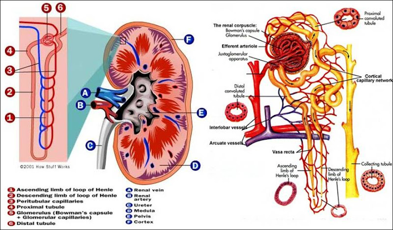 Cấu tạo sinh lý cảu các nephron